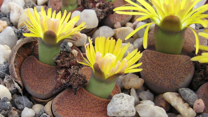 Sự độc đáo của thạch lan - loài hoa mọc trên sỏi và đá - 3