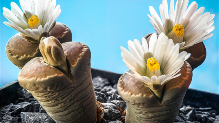 Sự độc đáo của thạch lan - loài hoa mọc trên sỏi và đá - 5