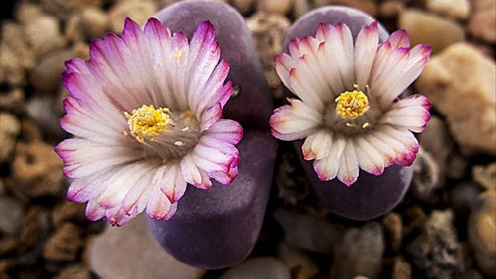 Sự độc đáo của thạch lan - loài hoa mọc trên sỏi và đá - 6