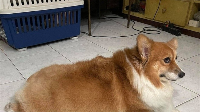 Chú chó được phun khử khuẩn ở Gò Vấp bỗng nổi tiếng trên mạng - 4
