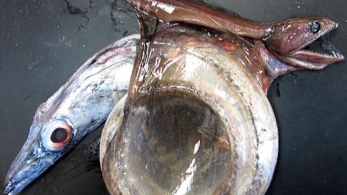 Chiasmodon niger: Ác mộng dưới đáy biển sâu - Ảnh 3. Chiasmodon niger: Ác mộng dưới đáy biển sâu - Ảnh 3.