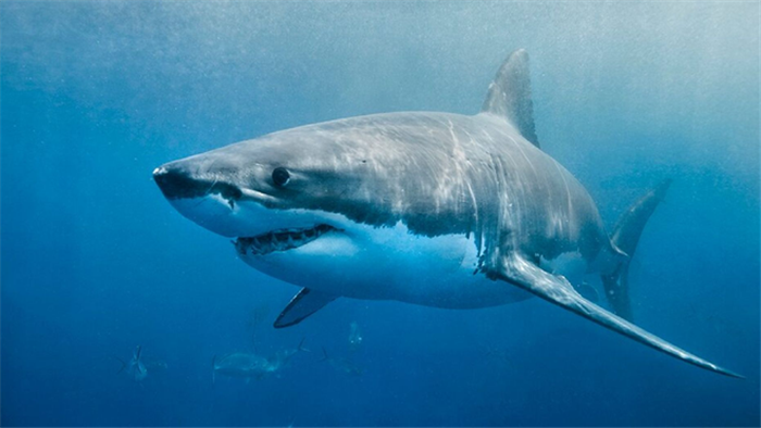Cá mập từng suýt bị tuyệt chủng 19 triệu năm trước - 1