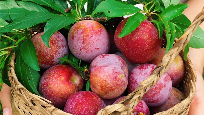 Nghĩ đến mận thôi đã ứa nước miếng nhưng cách ăn mận để không bị nóng trong thì chắc bạn chưa nắm trọn bộ bí kíp này - Ảnh 1. Nghĩ đến mận thôi đã ứa nước miếng nhưng cách ăn mận để không bị nóng trong thì chắc bạn chưa nắm trọn bộ bí kíp này - Ảnh 1.