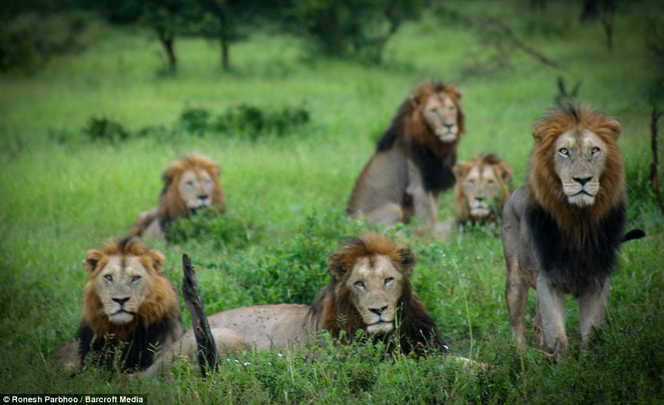 Liên minh khét tiếng gồm 6 sư tử đực thống trị đồng cỏ châu Phi-1