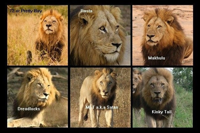 Liên minh khét tiếng gồm 6 sư tử đực thống trị đồng cỏ châu Phi-2