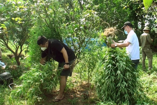 Lời khai của doanh nhân ngoại quốc trồng vườn cần sa ở bãi giữa sông Hồng-1
