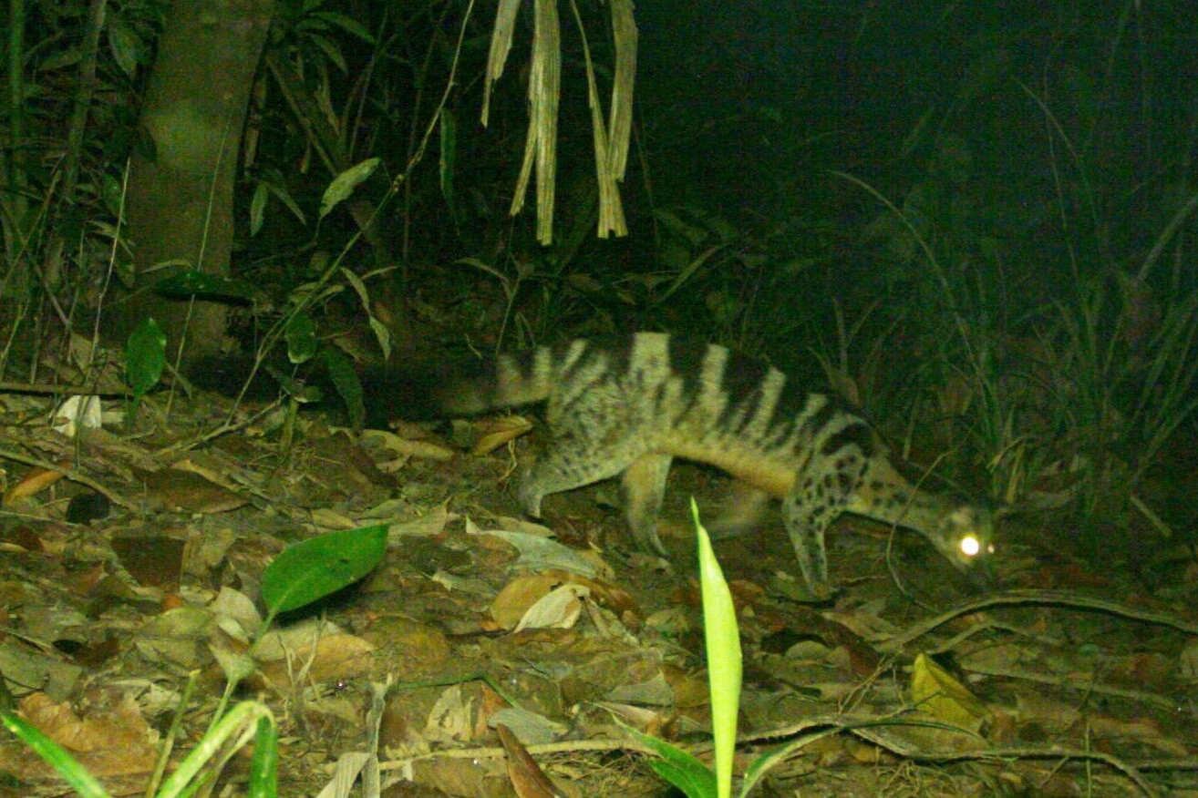 Phát hiện nhiều động vật hoang dã hiếm thấy ở Thừa Thiên Huế-2