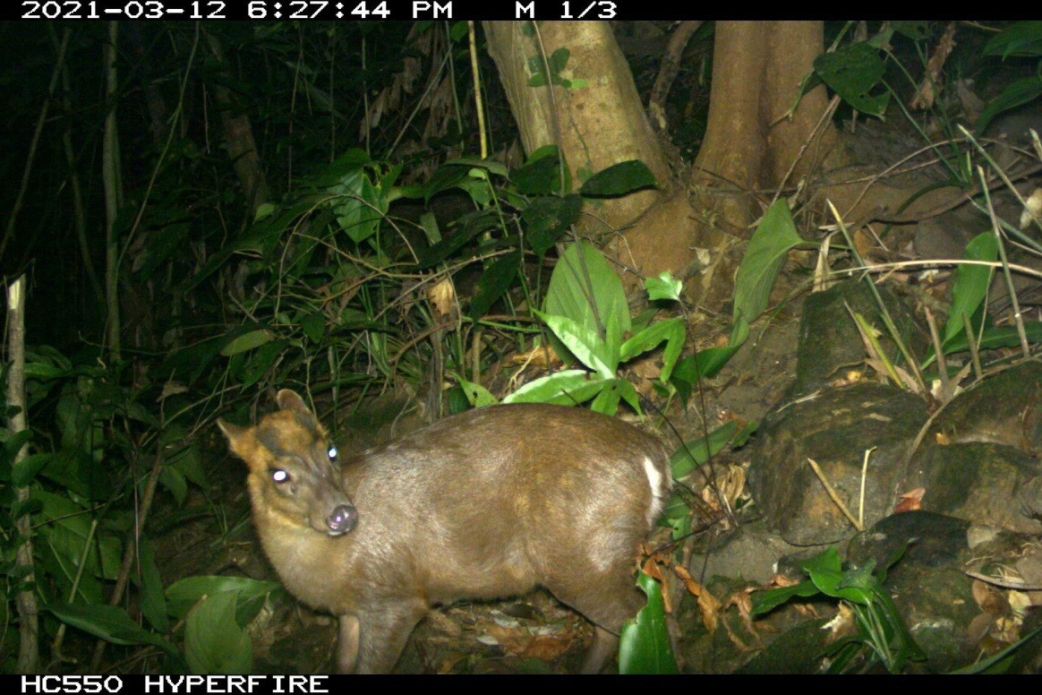Phát hiện nhiều động vật hoang dã hiếm thấy ở Thừa Thiên Huế-1