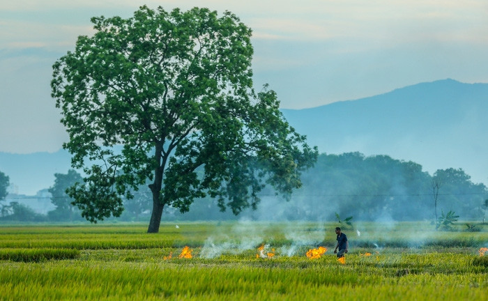 Đẹp ngây ngất mùa lúa chín ở ngoại ô Hà Nội-4