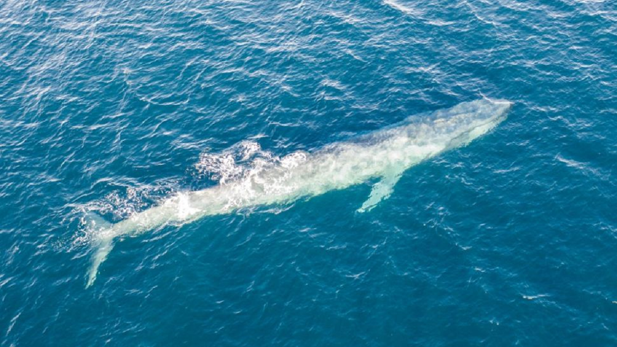 Máy dò bom hạt nhân phát hiện loài cá voi mới ẩn náu ở Ấn Độ Dương-1