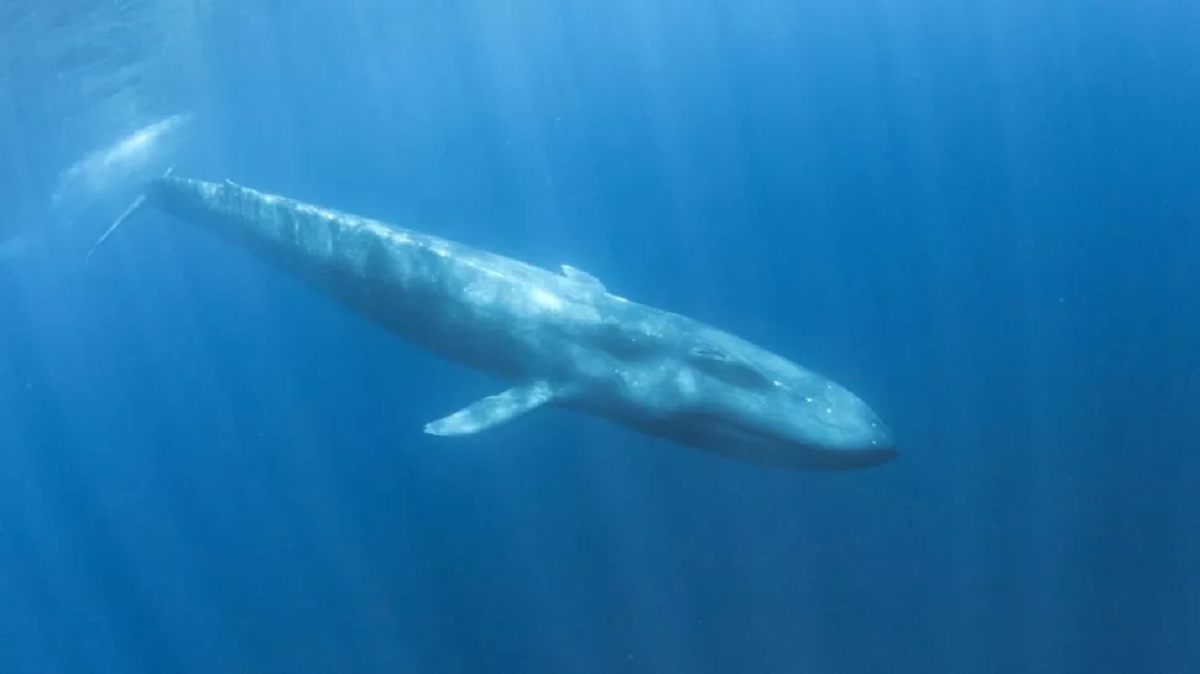Máy dò bom hạt nhân phát hiện loài cá voi mới ẩn náu ở Ấn Độ Dương-2