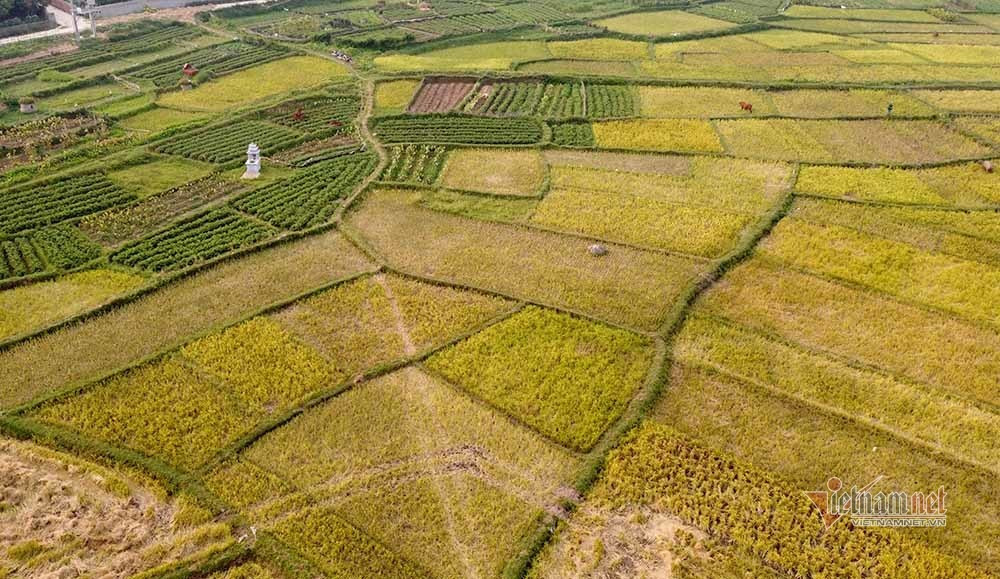 Hình ảnh ngày mùa trên cánh đồng nơi giãn cách ở Bắc Giang-3