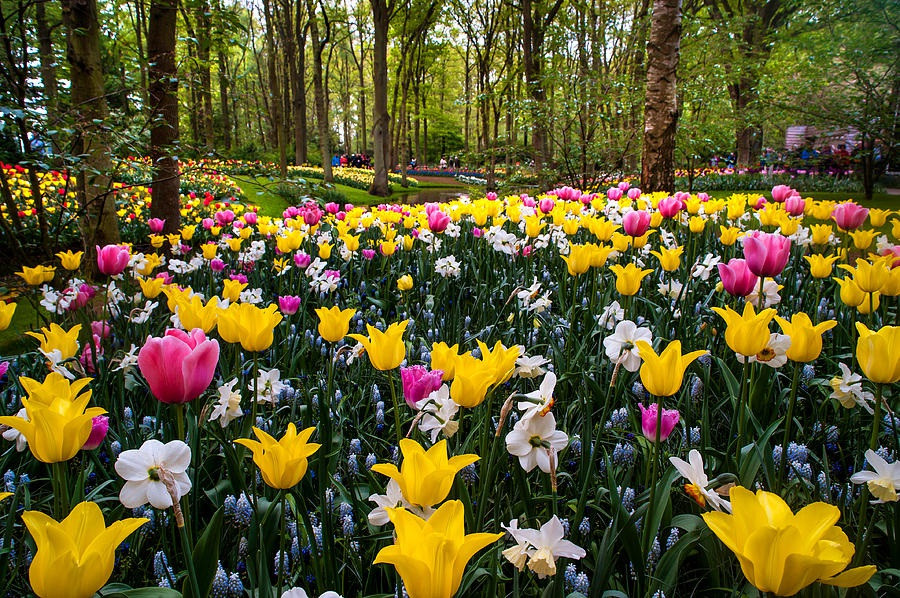 Say đắm với cảnh sắc vườn hoa đẹp nhất Hà Lan-5