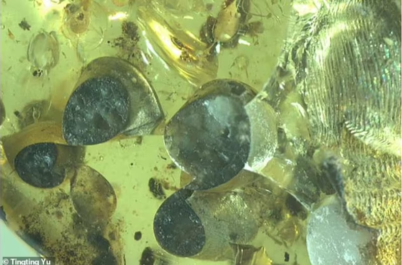 Ốc sên bị mắc kẹt 99 triệu năm trong tình huống lạ lùng-2
