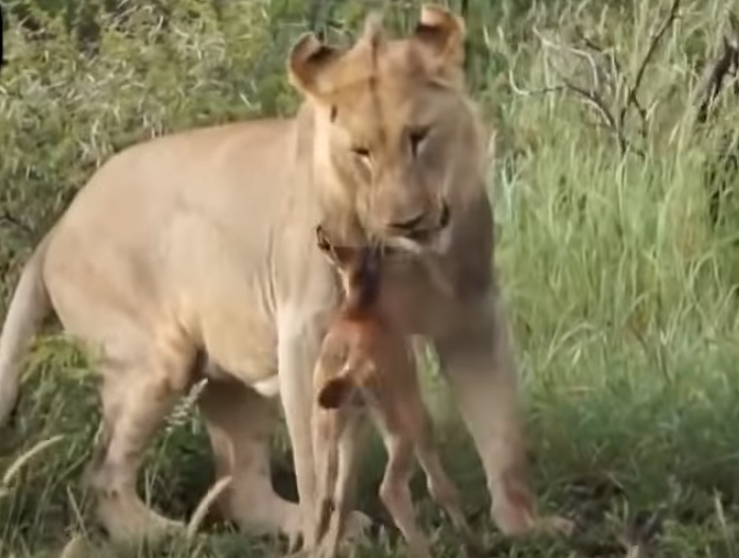 Kỳ lạ cảnh sư tử cái thân thiết với bê con như ruột thịt, không nỡ rời xa-1