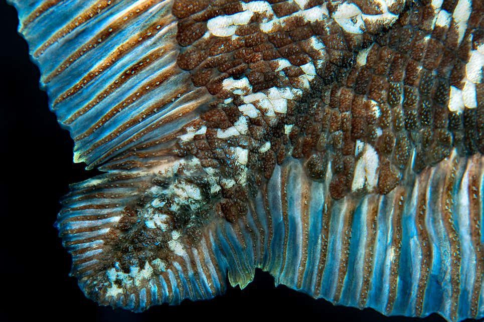 Loài cá biển sâu ma quái có thể sống thọ đến… hơn một thế kỷ-2