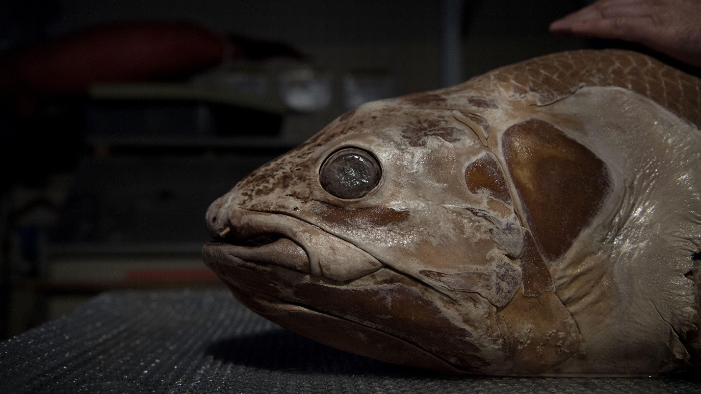 Loài cá biển sâu ma quái có thể sống thọ đến… hơn một thế kỷ-1