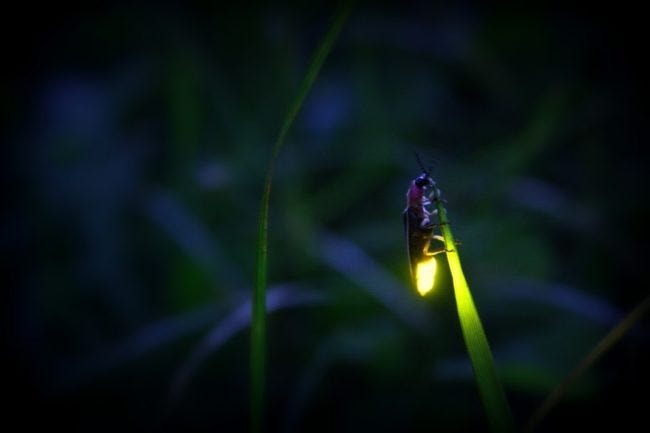 Kỳ lạ những loài sinh vật có thể phát sáng trong tự nhiên - 2 Kỳ lạ những loài sinh vật có thể phát sáng trong tự nhiên-2