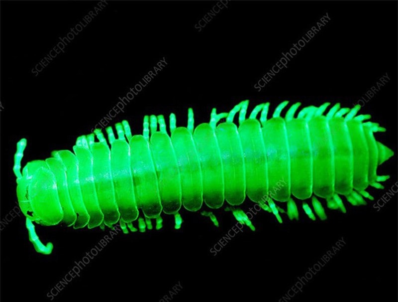 Kỳ lạ những loài sinh vật có thể phát sáng trong tự nhiên - 3 Kỳ lạ những loài sinh vật có thể phát sáng trong tự nhiên-3