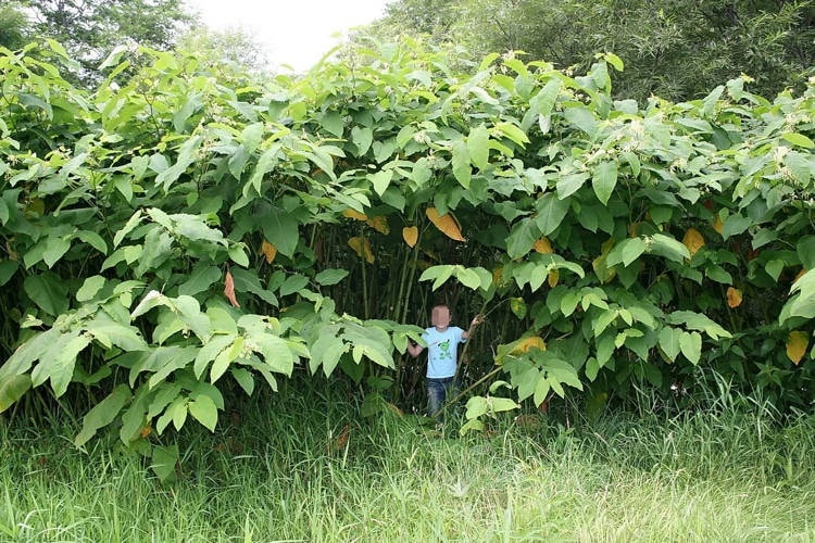 Hòn đảo kì lạ có những loại cây khổng lồ ở Nga-4