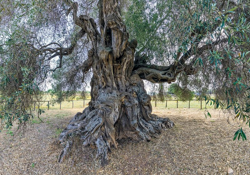 Những cây olive nghìn năm hình dáng kỳ quái-6