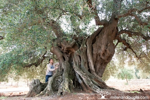 Những cây olive nghìn năm hình dáng kỳ quái-5