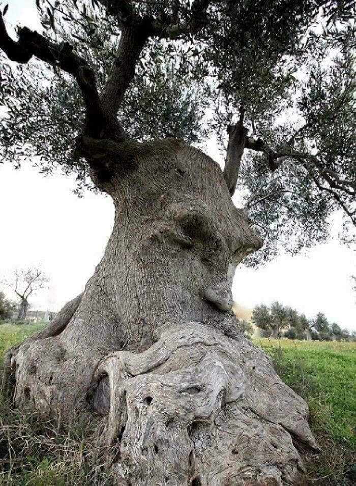 Những cây olive nghìn năm hình dáng kỳ quái-2