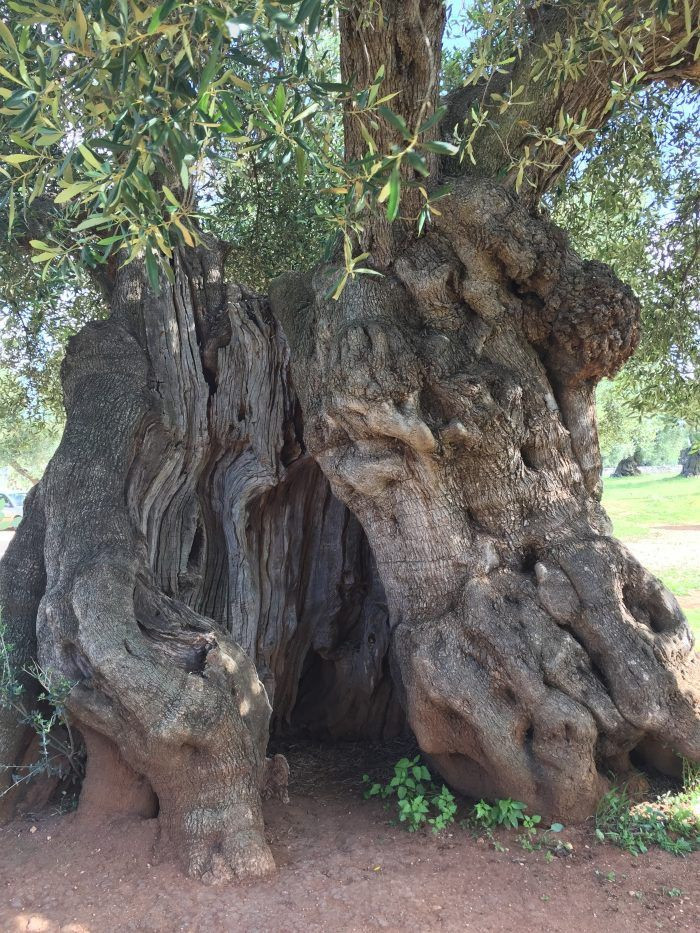 Những cây olive nghìn năm hình dáng kỳ quái-3
