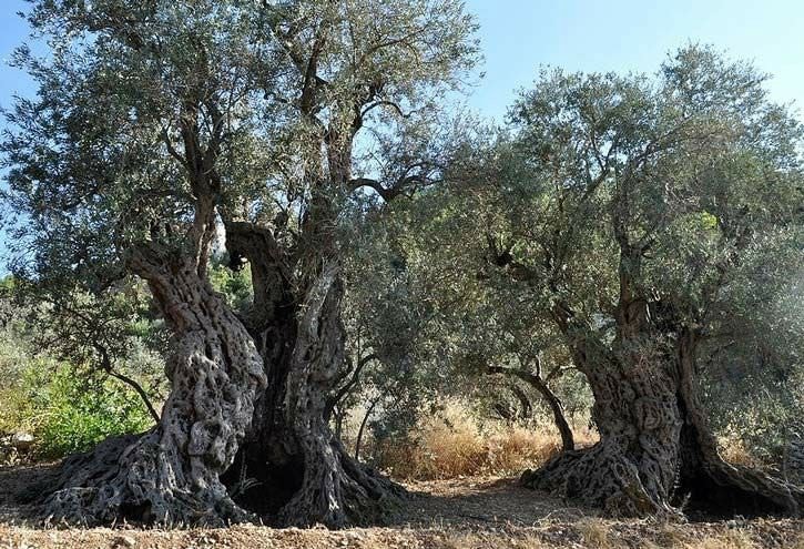 Những cây olive nghìn năm hình dáng kỳ quái - 4 Những cây olive nghìn năm hình dáng kỳ quái-4
