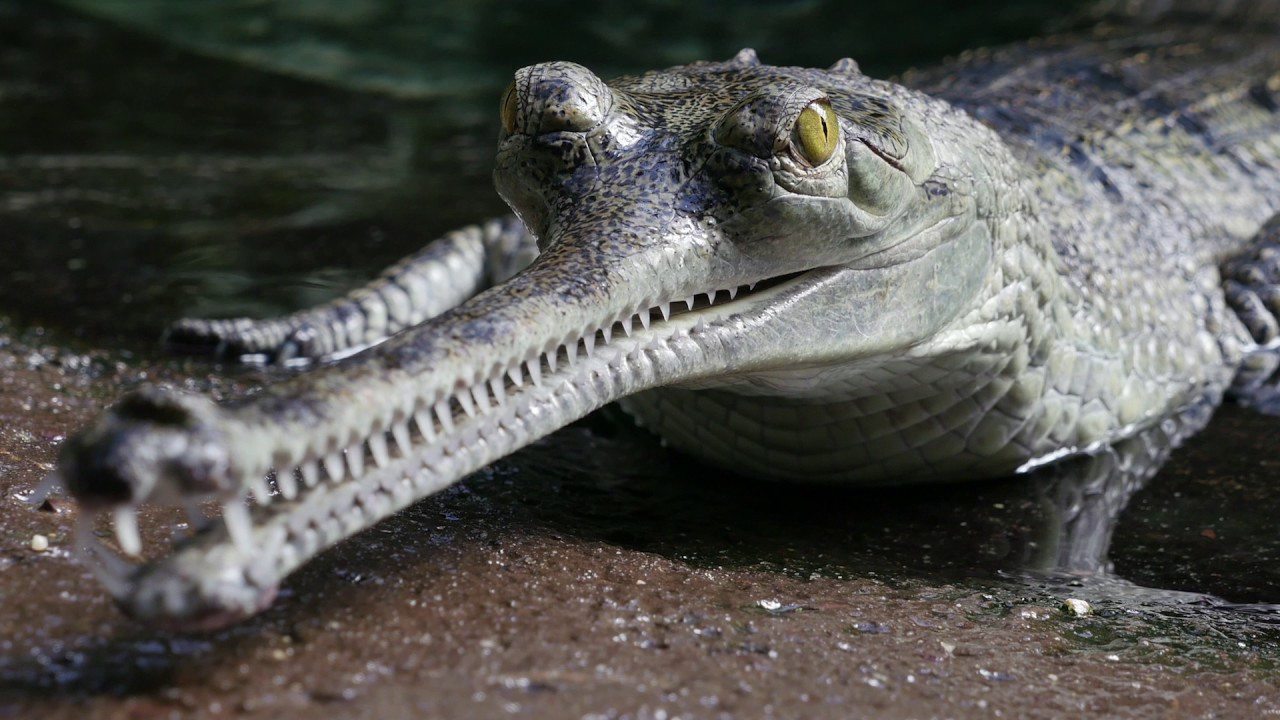 Chuyện về loài cá sấu khổng lồ siêu hiếm nổi tiếng... nhút nhát-2