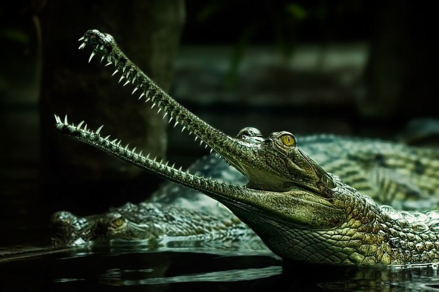 Chuyện về loài cá sấu khổng lồ siêu hiếm nổi tiếng... nhút nhát-1