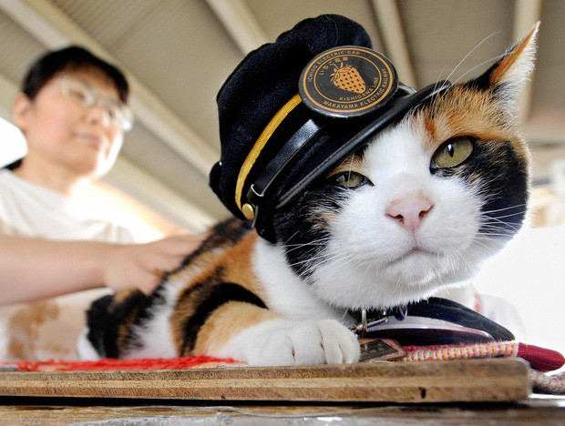 Chỉ nhờ một cô mèo hoang, công ty Nhật Bản lãi to 280 tỷ, thoát khỏi cảnh phá sản trong gang tấc-2