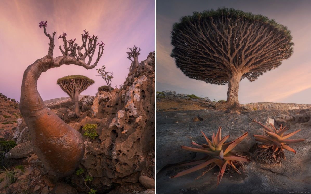 Kỳ lạ loài cây trăm tuổi có rễ mọc ngược ở hòn đảo ngoài hành tinh-5