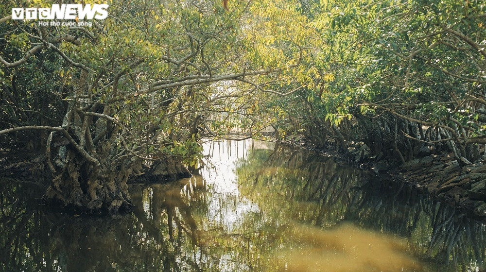 Ảnh: Vẻ đẹp hút hồn rừng ngập mặn duy nhất trên vùng đầm phá lớn nhất Đông Nam Á - 4