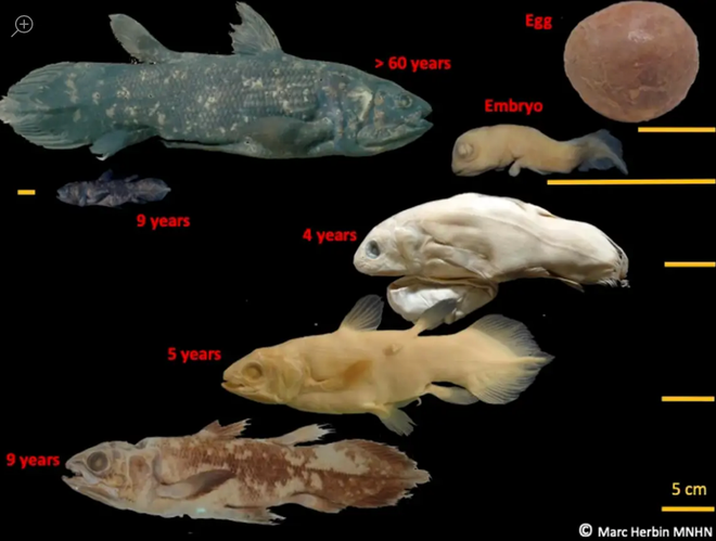 Loài cá biển sâu này có tuổi thọ còn cao hơn con người, đến tuổi 45 mới trưởng thành - Ảnh 3.