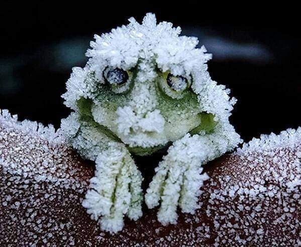 Kỳ lạ loài ếch hóa đá vào mùa đông, mùa xuân sống lại-1