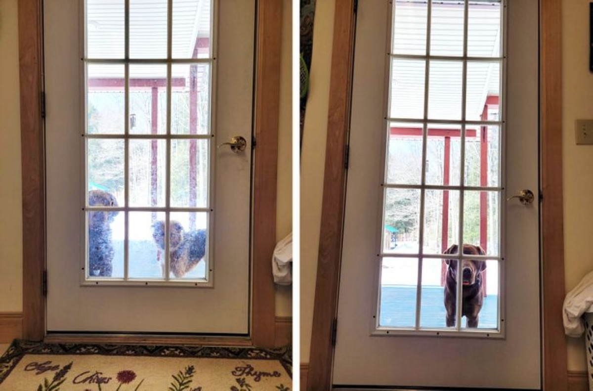 “Trước và sau khi lau cửa. Chú cún kia đã phải bỏ đi vì cảm thấy nhàm chán với việc để quá lâu mới dọn dẹp