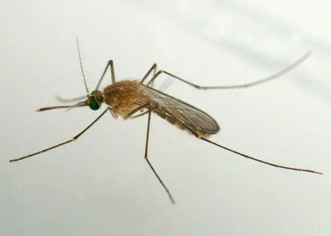 Khoa học lần đầu tiên phát hiện muỗi đực cũng thích hút máu, thế nhưng hậu quả lại vô cùng khôn lường - Ảnh 1.