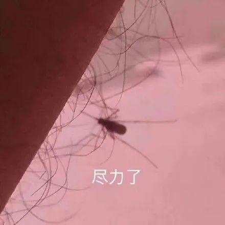 Khoa học lần đầu tiên phát hiện muỗi đực cũng thích hút máu, thế nhưng hậu quả lại vô cùng khôn lường - Ảnh 6.