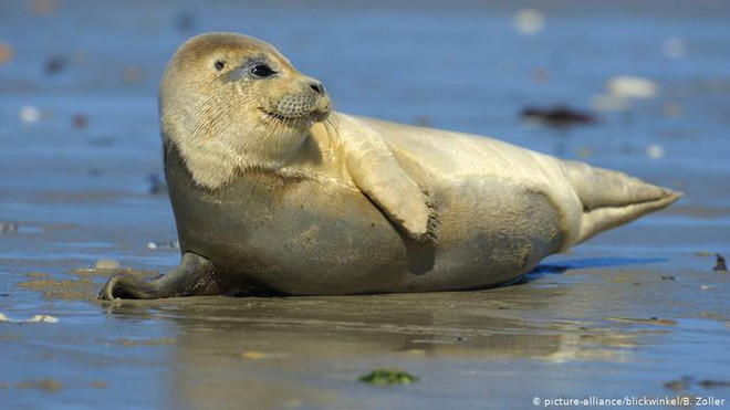 Wadden sea là gì? 7 lý do nên xách ba lô lên và đi để không bỏ lỡ vùng biển biến mất 2 lần trong 1 ngày - Ảnh 6.