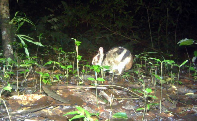 Loài thỏ vằn bị đe dọa toàn cầu được phát hiện cách Đà Lạt 20km - Ảnh 1.
