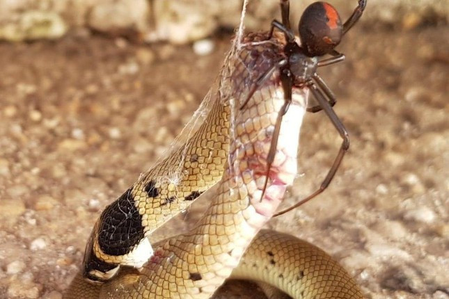 Nhện ăn thịt rắn: Hành vi săn mồi lạ thường, khiến giới khoa học kinh ngạc - Ảnh 1.