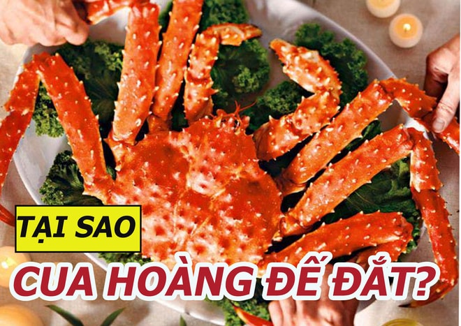 Tại sao cua hoàng đế lại có giá gần 2 triệu/kg dù chỉ ăn được thịt ở chân cua? - Ảnh 1. Tại sao cua hoàng đế lại có giá gần 2 triệu/kg dù chỉ ăn được thịt ở chân cua? - Ảnh 1.