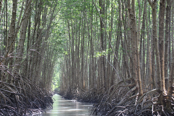 Trải nghiệm thú vị ở rừng ngập mặn lớn nhất Việt Nam - 4