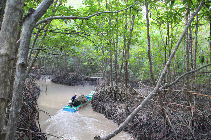 Trải nghiệm thú vị ở rừng ngập mặn lớn nhất Việt Nam - 6