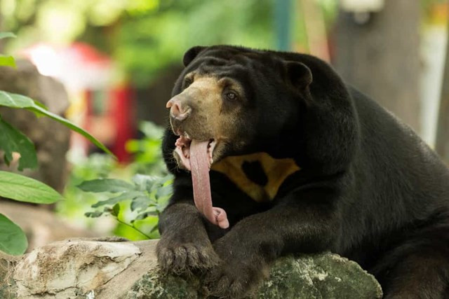 Động vật hoang dã: Những chiếc lưỡi đặc biệt và hữu dụng - Ảnh 3.