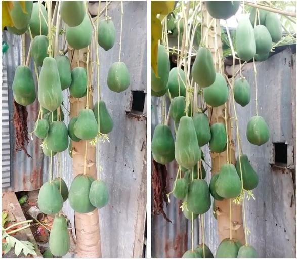 Cây đu đủ định giá 7 tỷ vì mọc quả siêu dị biệt, Việt Nam hiếm nơi trồng được-1