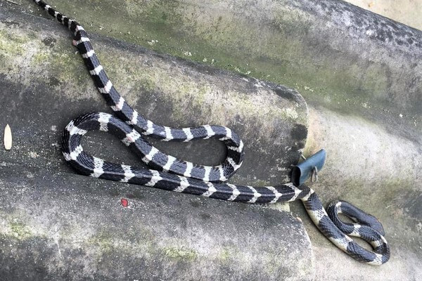Cô gái 21 tuổi ở Nghệ An bị rắn độc cắn chết - 1