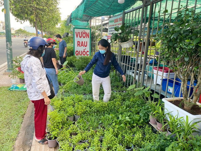 Dân Sài Gòn thích làm vườn mùa dịch, giới kinh doanh cây trồng hốt bạc-4