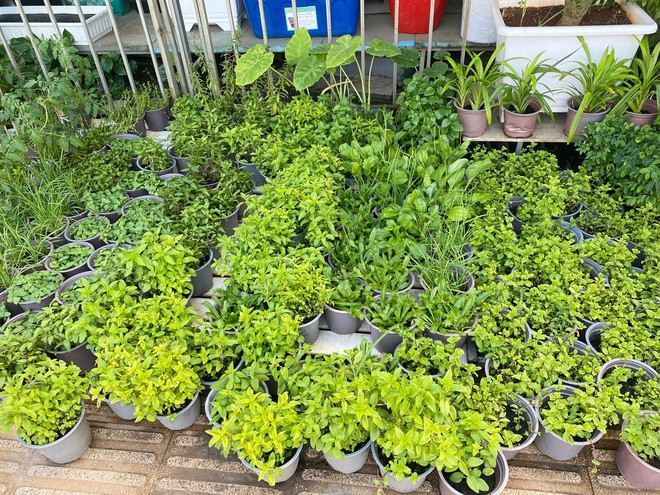 Dân Sài Gòn thích làm vườn mùa dịch, giới kinh doanh cây trồng hốt bạc-5
